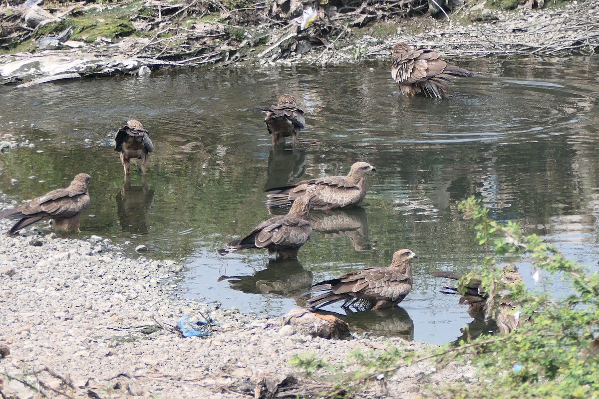 luňák hnědý - ML643920564