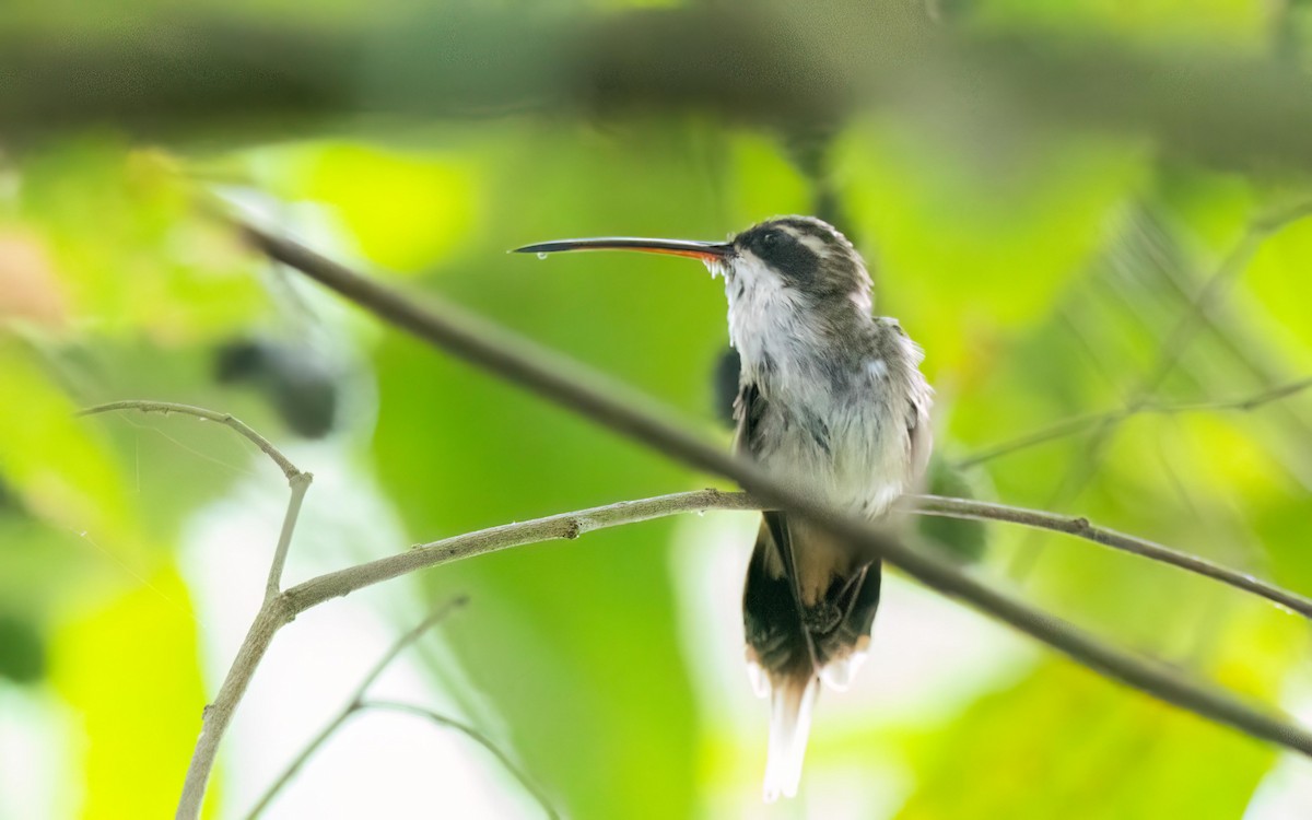 Pale-bellied Hermit - ML643920576