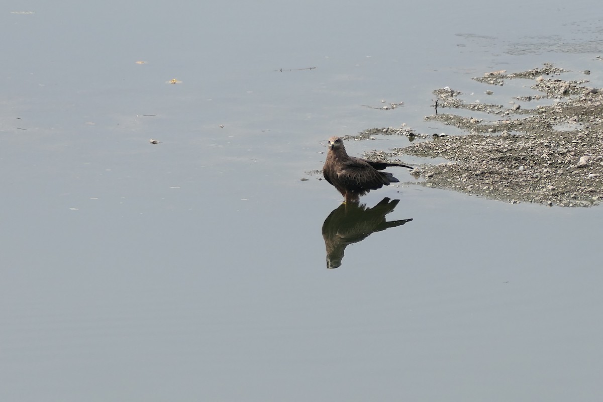 luňák hnědý - ML643920577