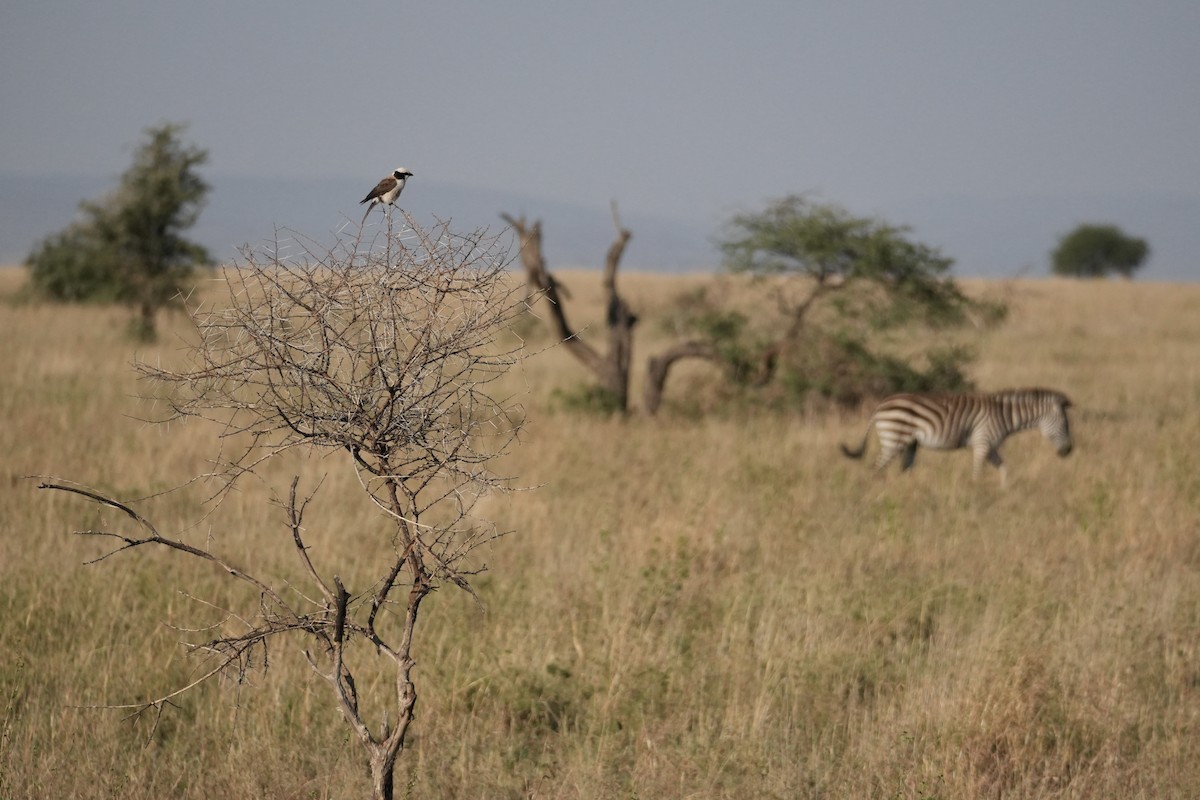 White-rumped Shrike - ML643920581