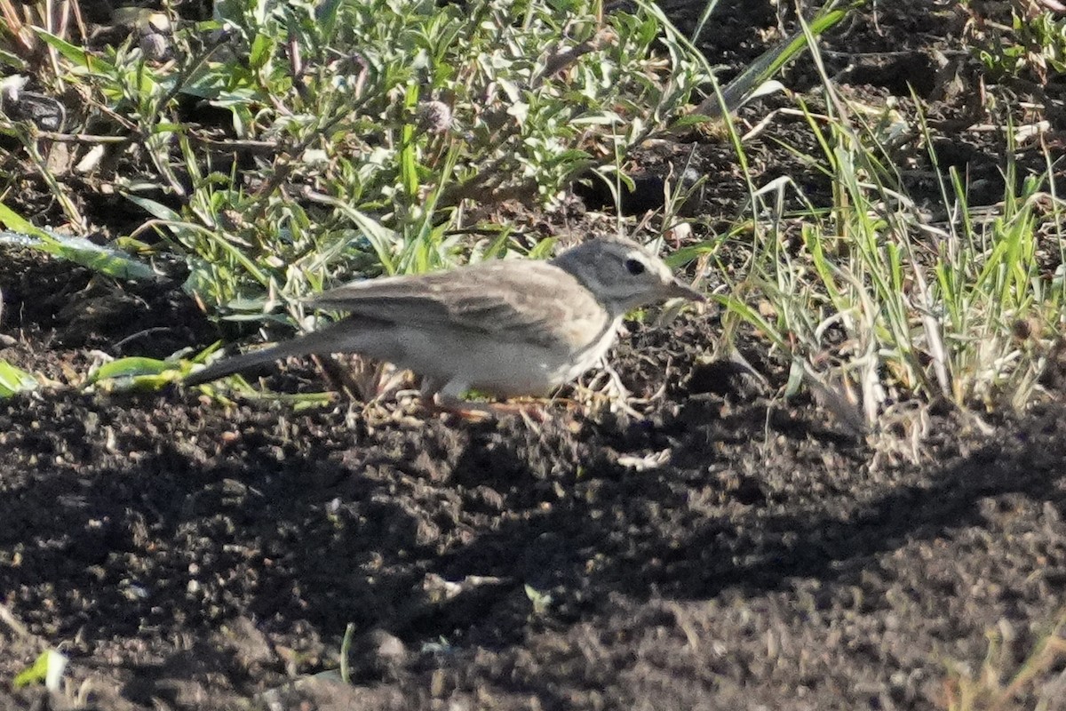 Plain-backed Pipit - ML643920583
