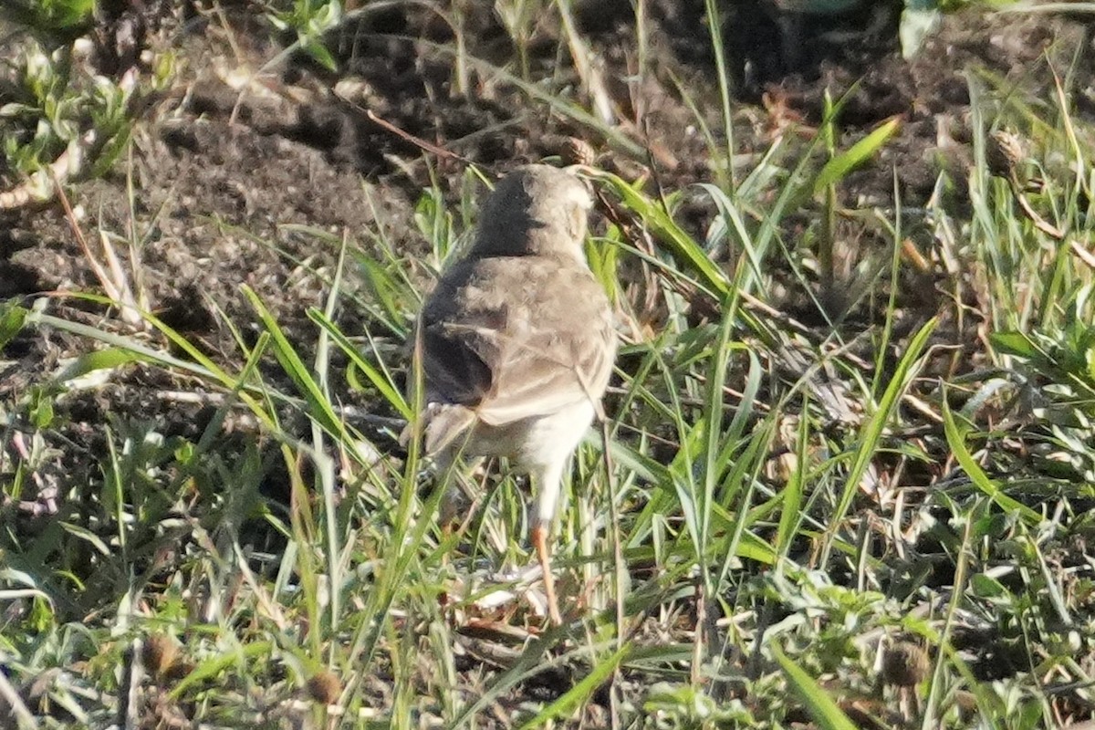 Plain-backed Pipit - ML643920584