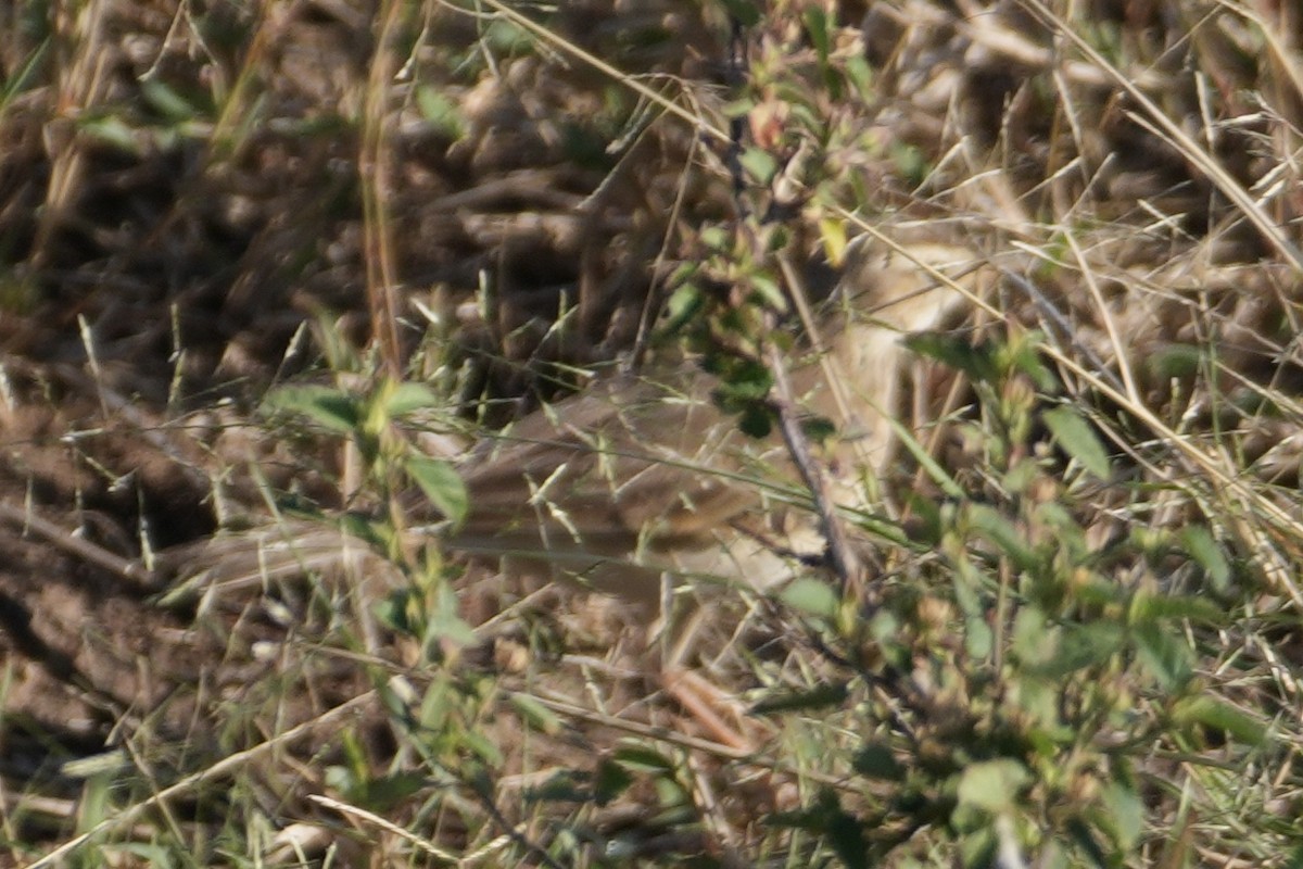 Plain-backed Pipit - ML643920585