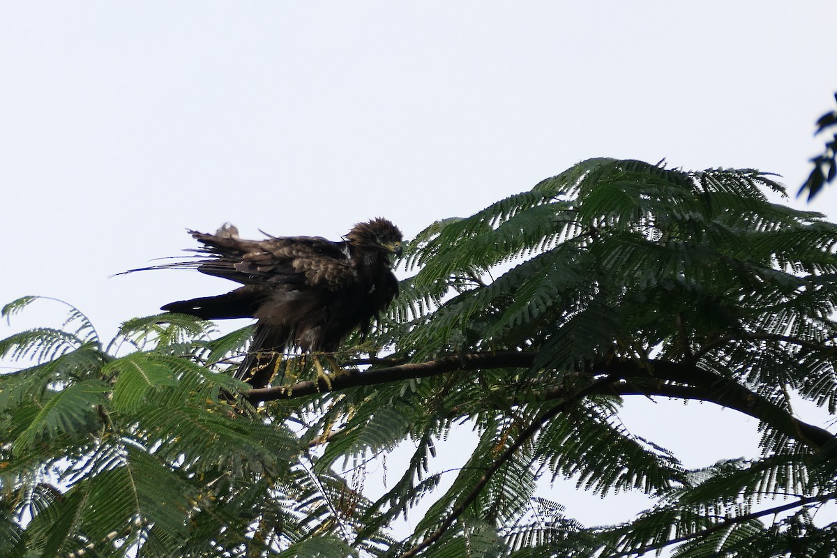 luňák hnědý - ML643920589