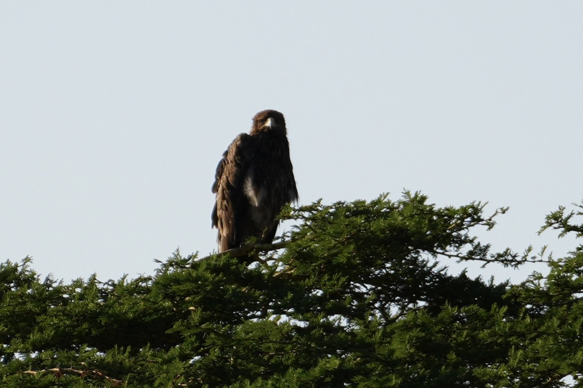 Tawny Eagle - ML643920603