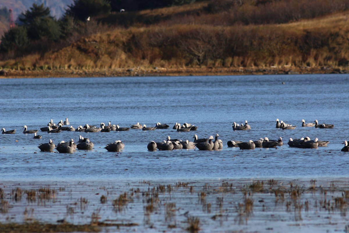 Emperor Goose - ML643920612