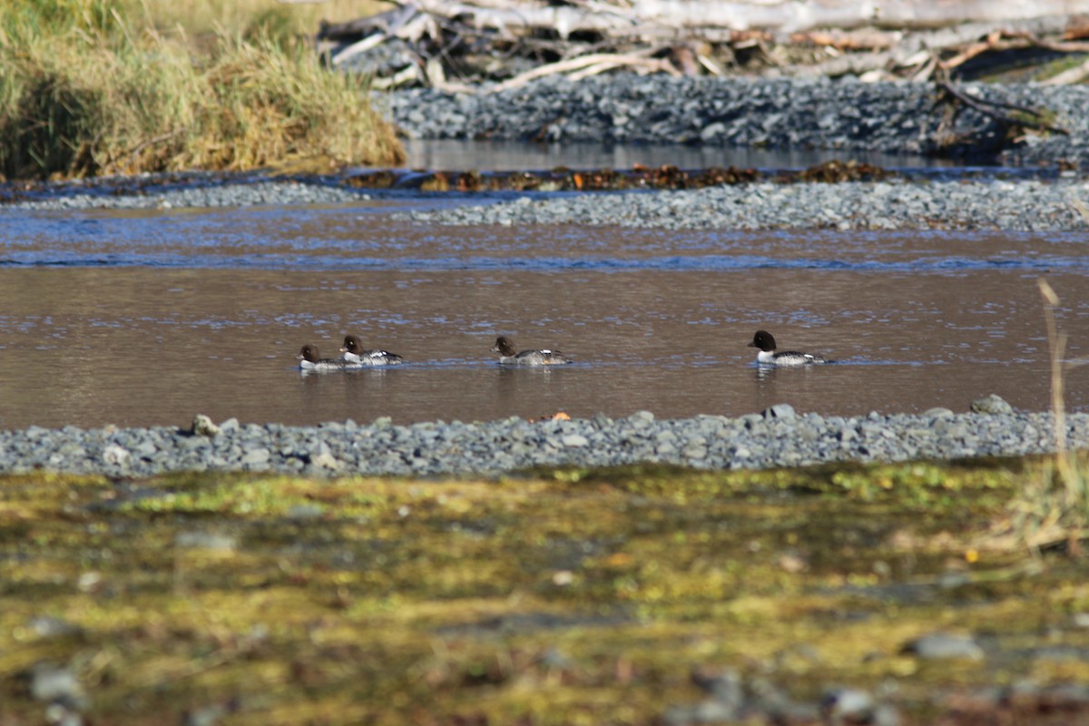 Barrow's Goldeneye - ML643920613