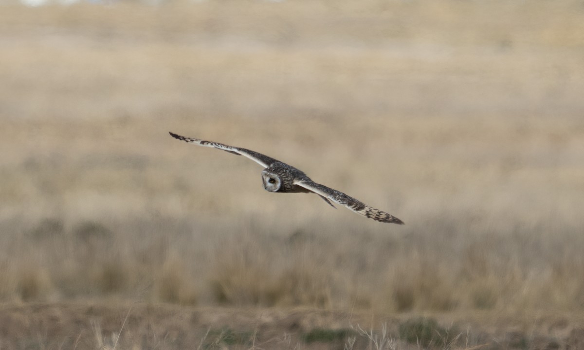 Short-eared Owl - ML643920622