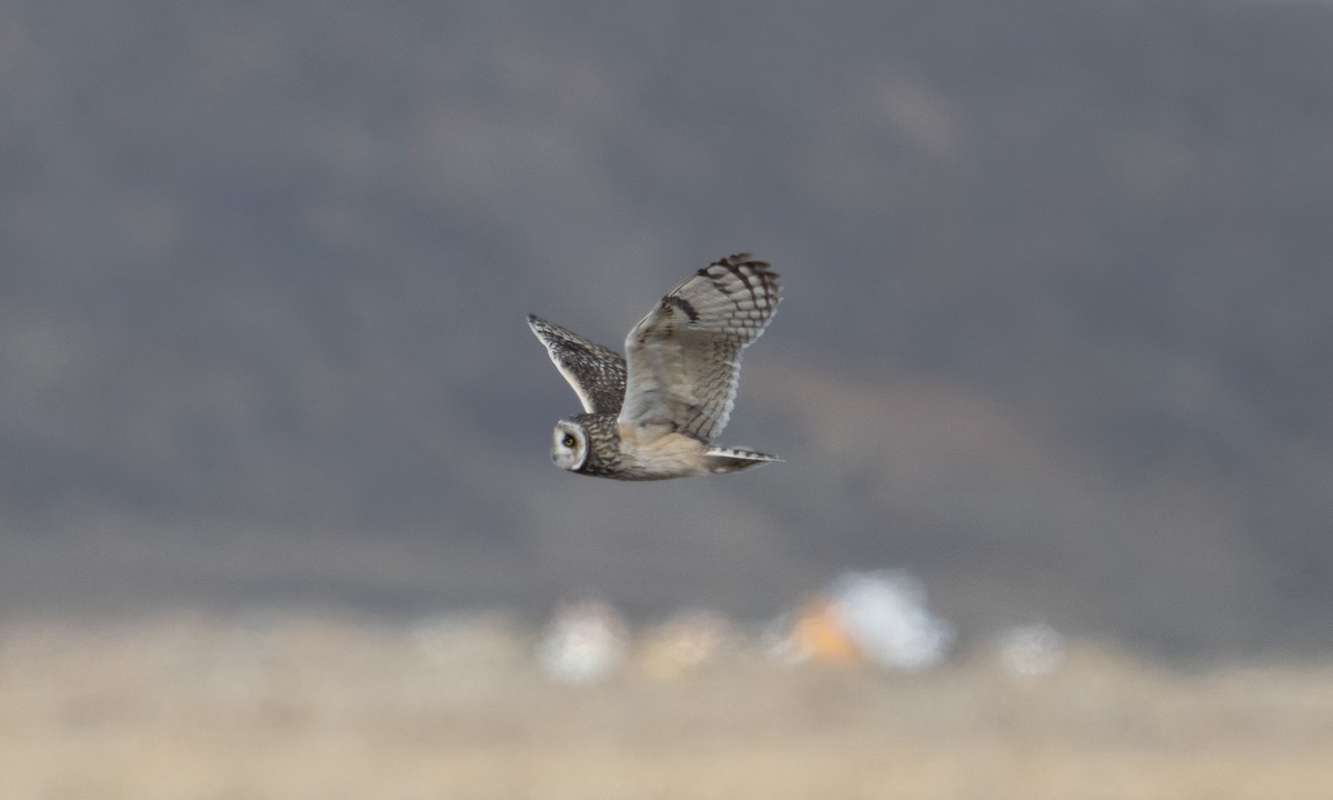 Short-eared Owl - ML643920623