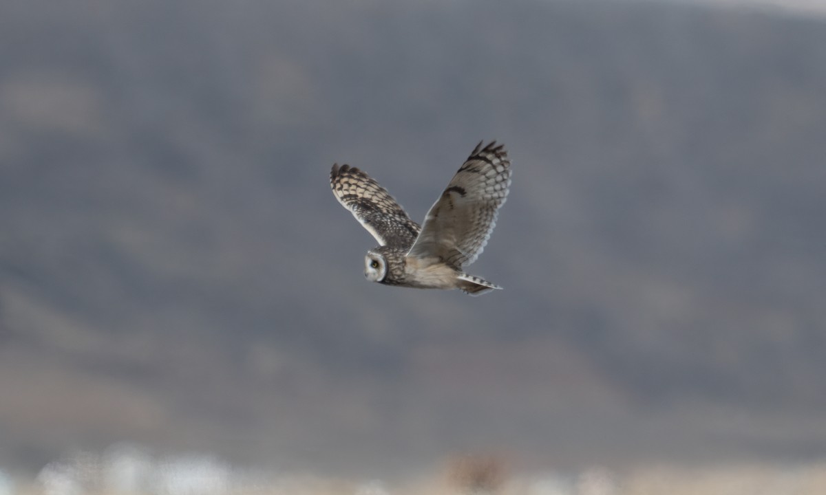 Short-eared Owl - ML643920624
