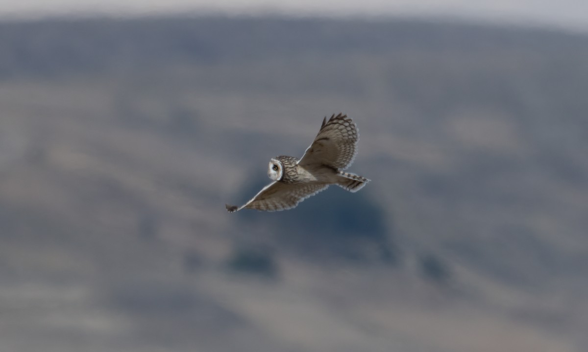 Short-eared Owl - ML643920625