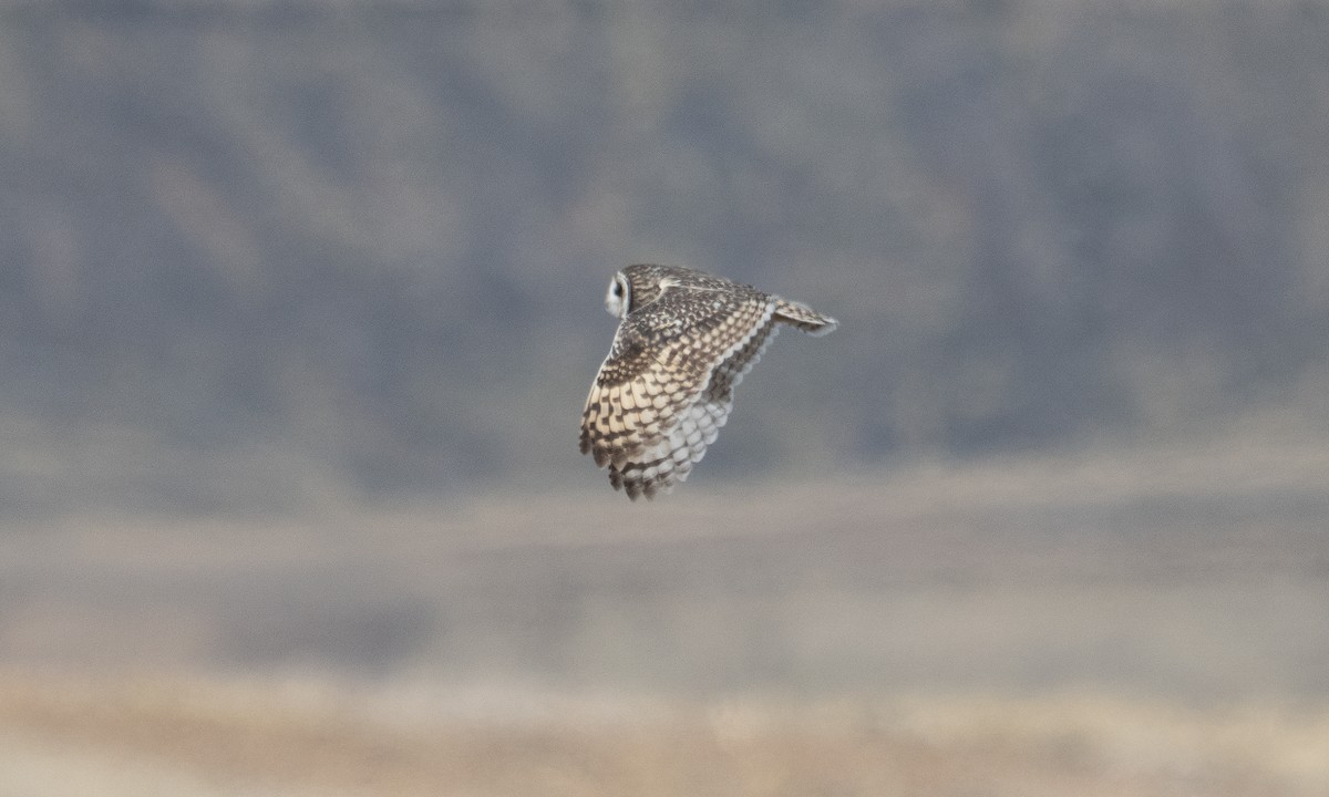 Short-eared Owl - ML643920626