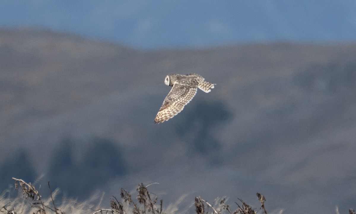 Short-eared Owl - ML643920627