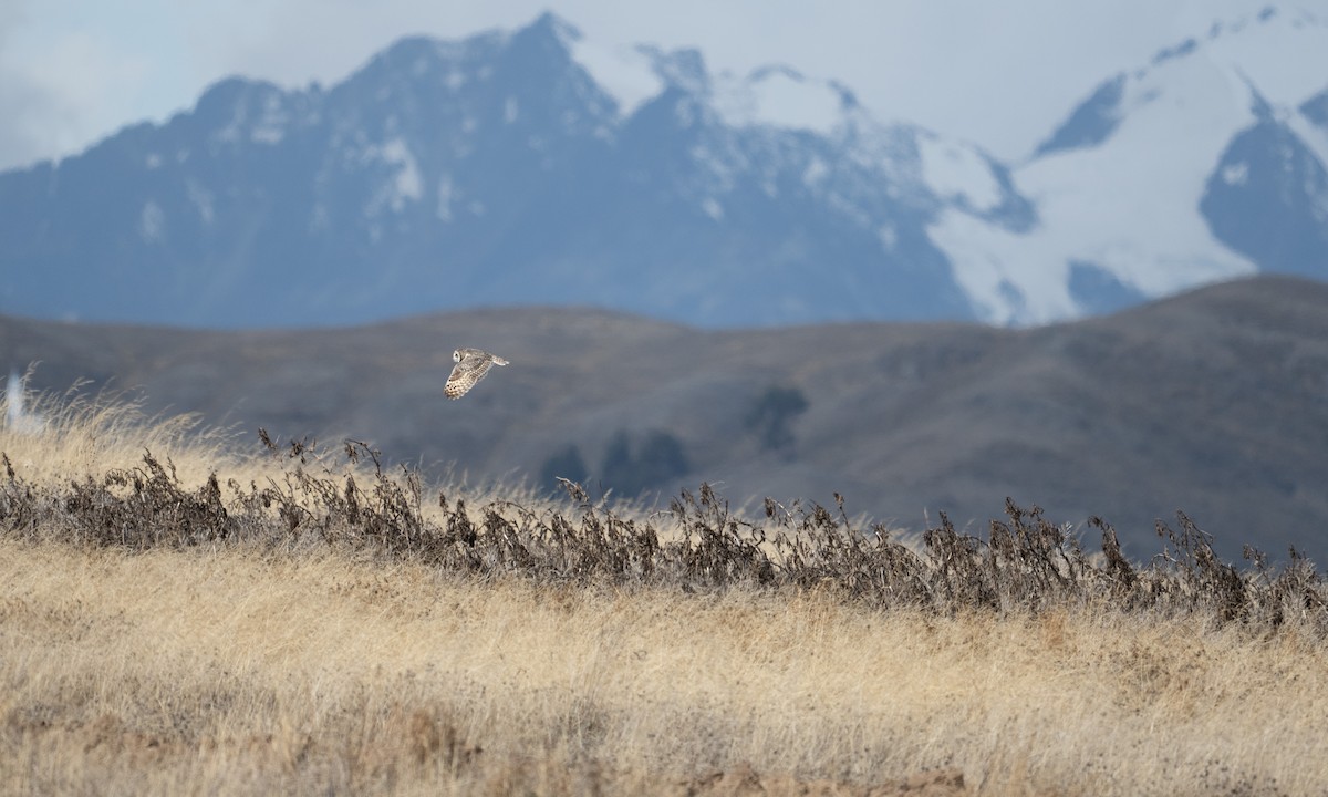 Short-eared Owl - ML643920628