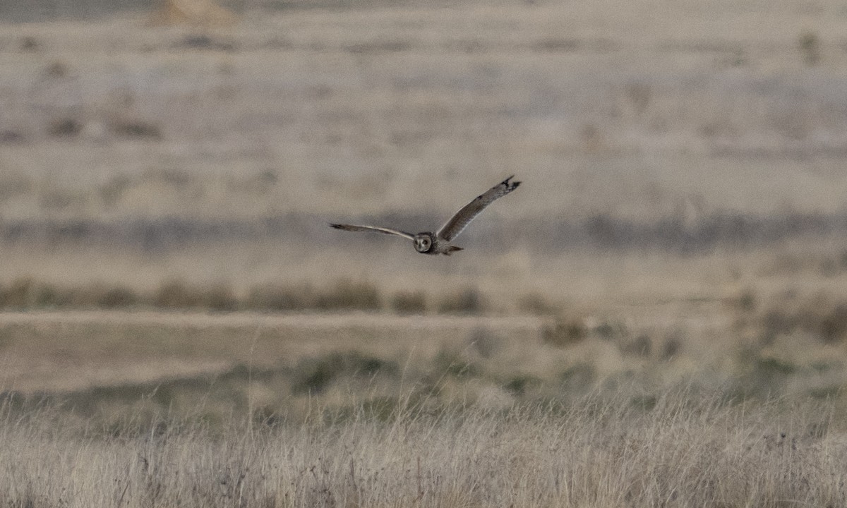 Short-eared Owl - ML643920658