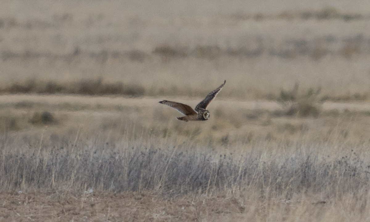 Short-eared Owl - ML643920659