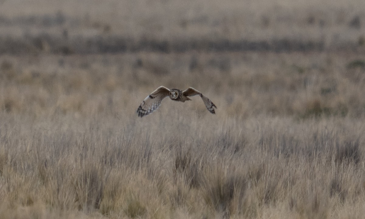 Short-eared Owl - ML643920660