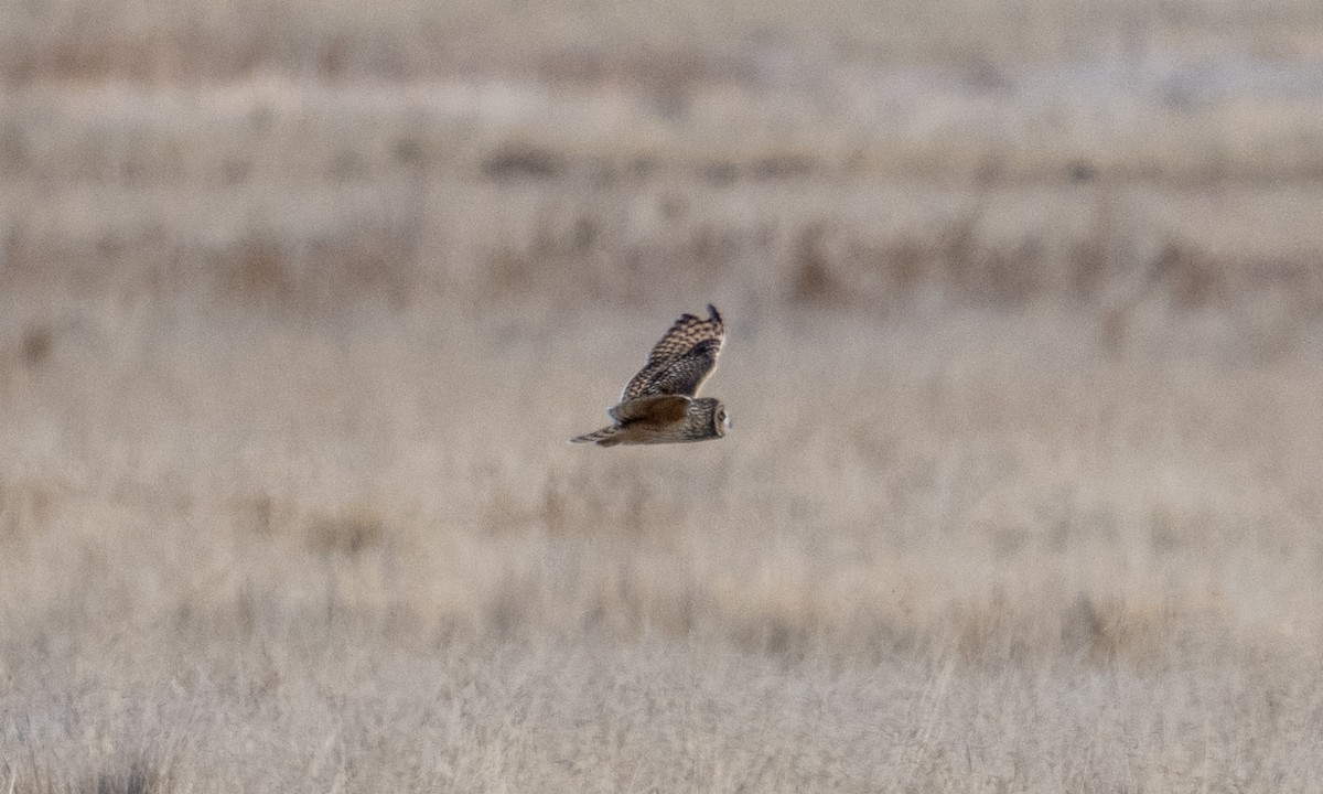 Short-eared Owl - ML643920661