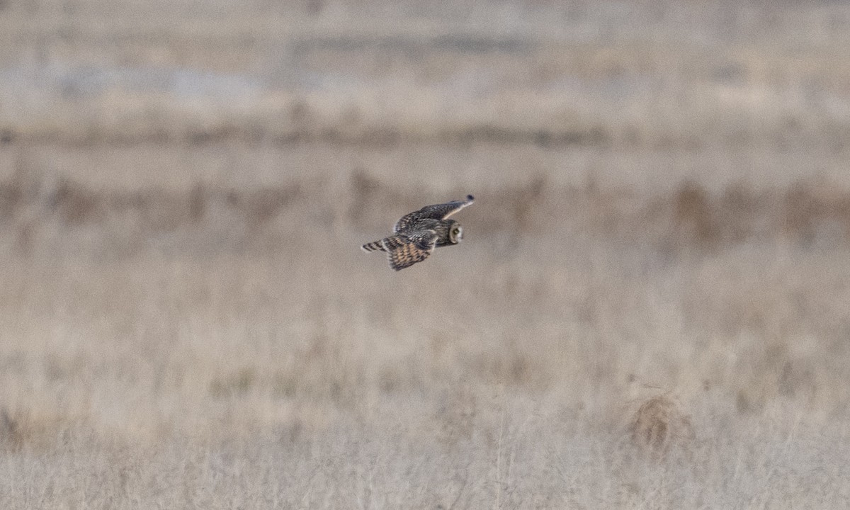 Short-eared Owl - ML643920662