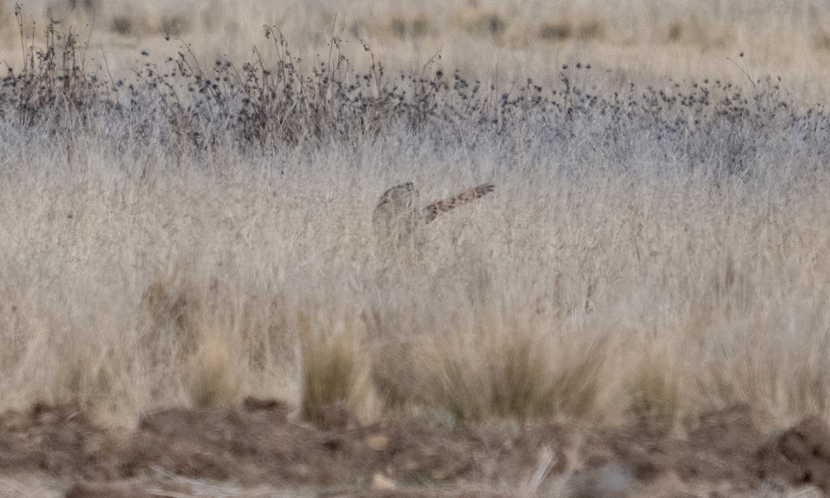 Short-eared Owl - ML643920663