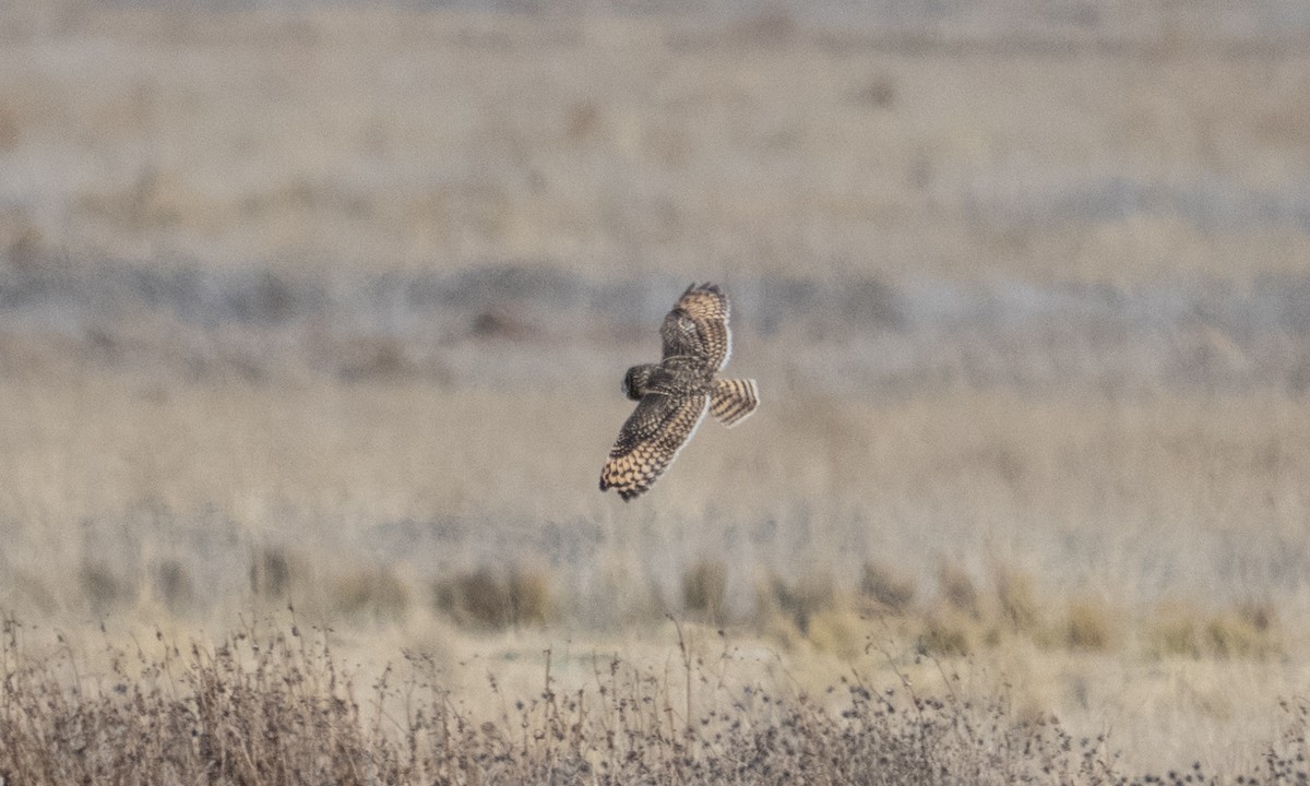 Short-eared Owl - ML643920664