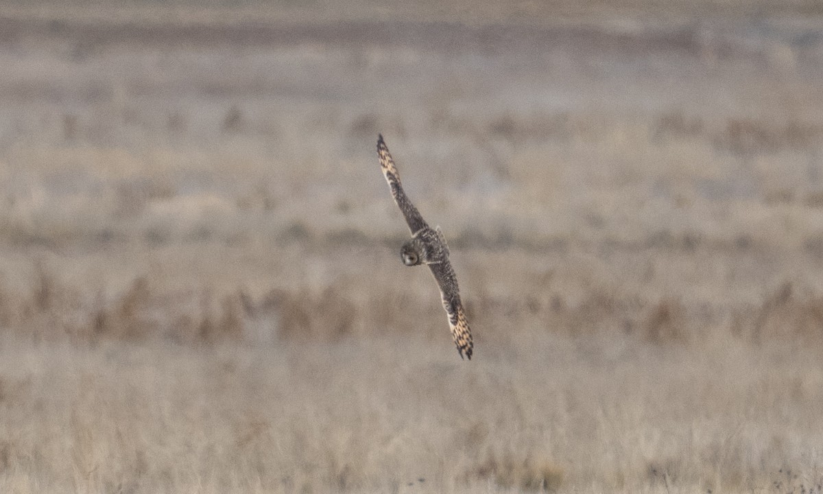 Short-eared Owl - ML643920665