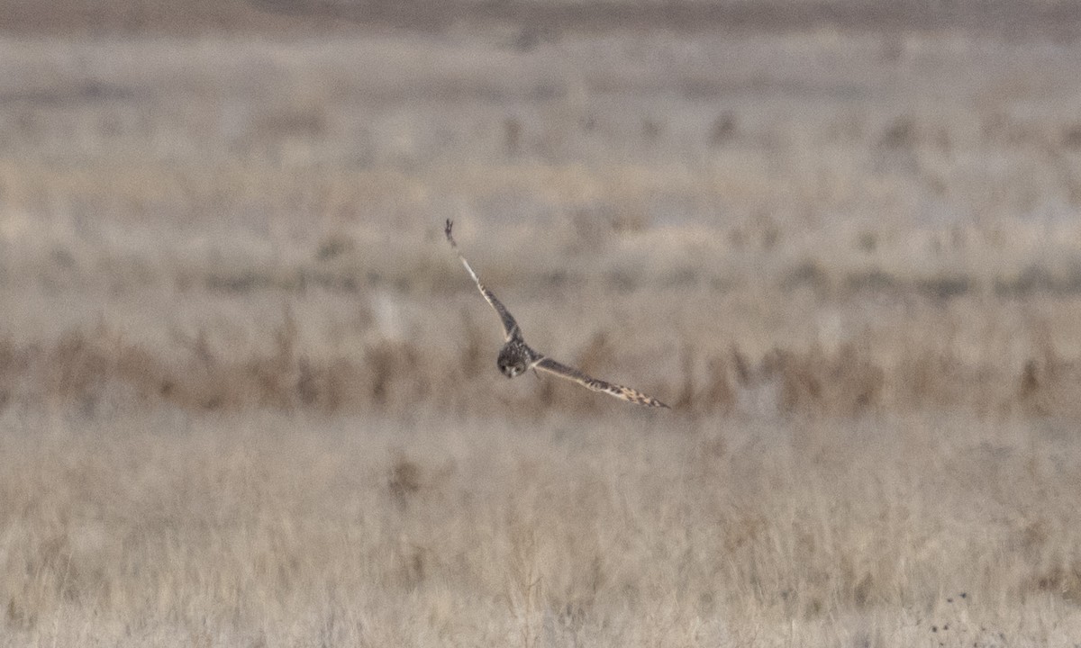Short-eared Owl - ML643920666