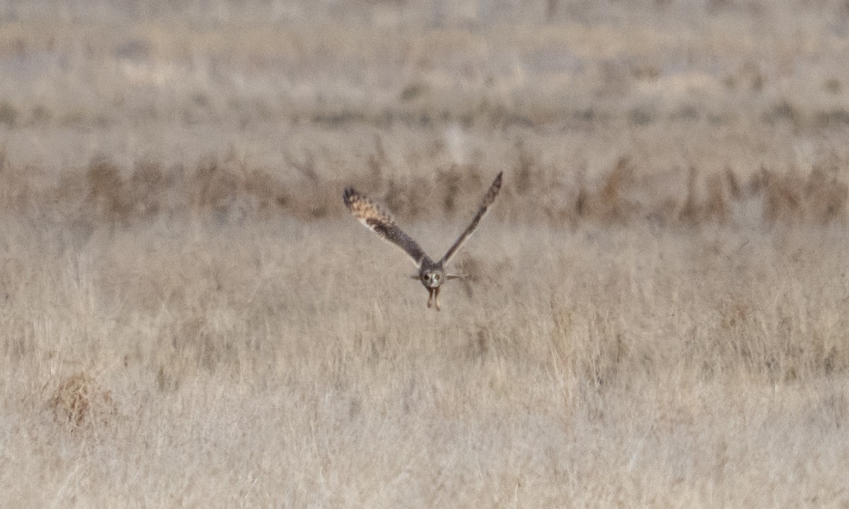 Short-eared Owl - ML643920667