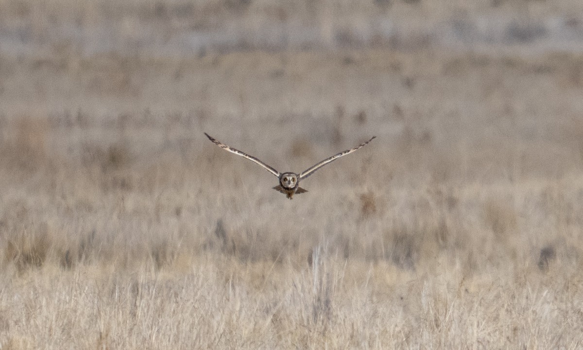 Short-eared Owl - ML643920668