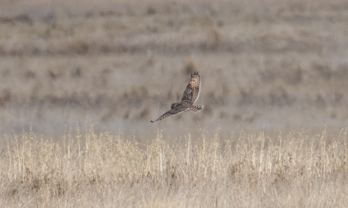 Short-eared Owl - ML643920669