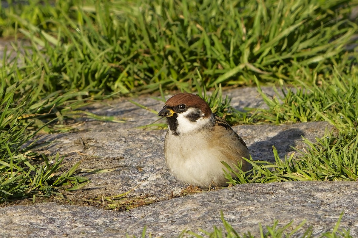 麻雀 - ML643920672