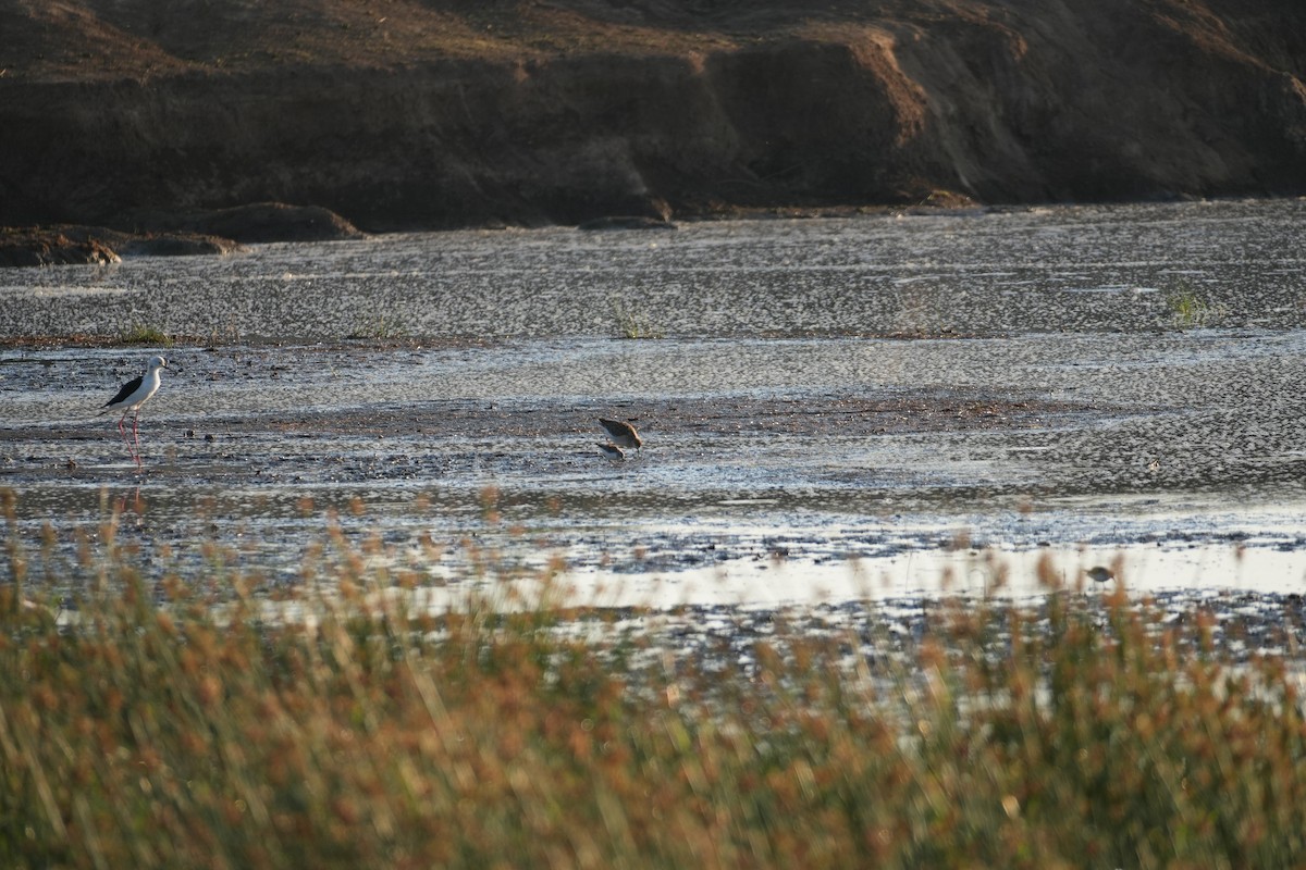 高蹺鴴 - ML643920688