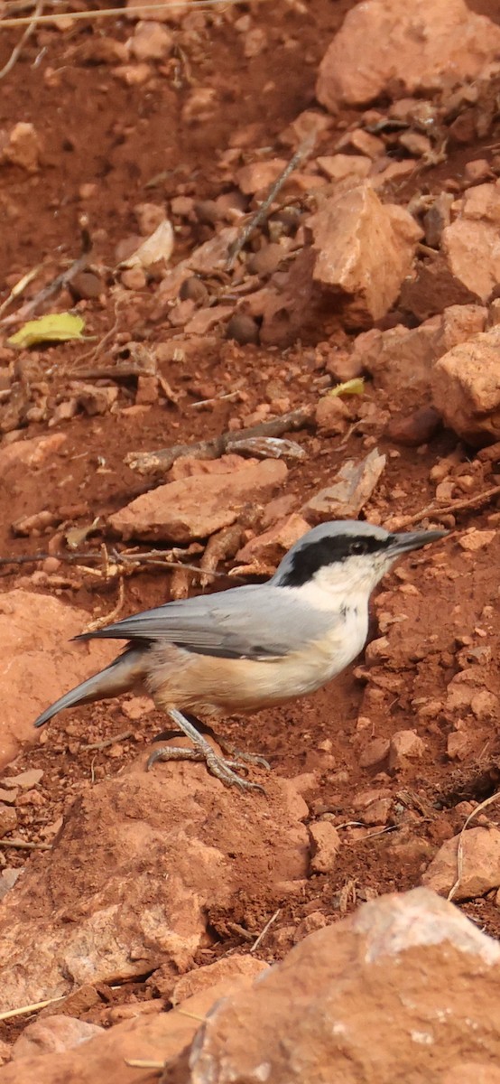 Büyük Kaya Sıvacısı - ML643920705