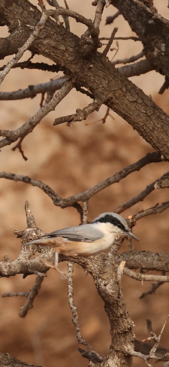 Büyük Kaya Sıvacısı - ML643920706