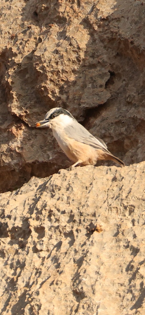 Büyük Kaya Sıvacısı - ML643920717