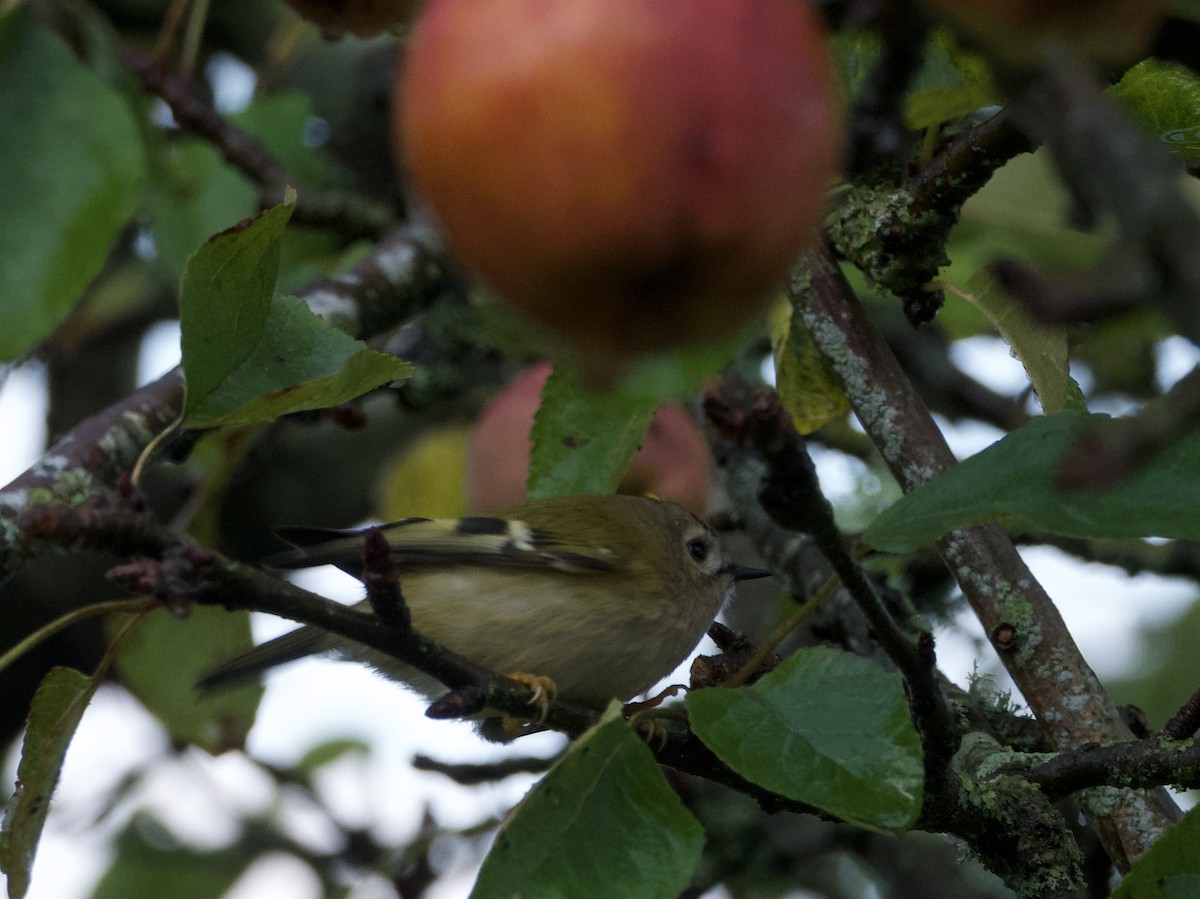 Çalıkuşu - ML643920718