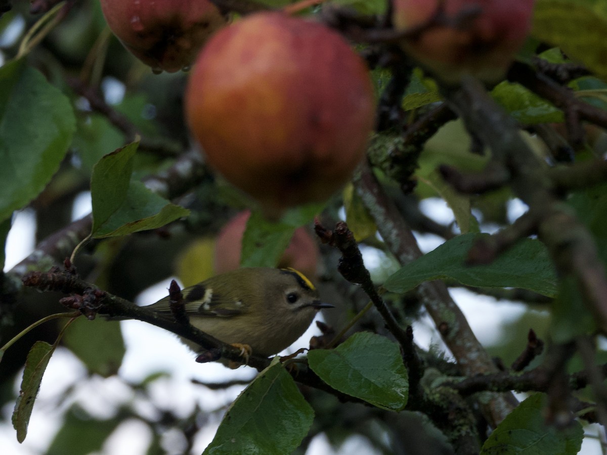 Çalıkuşu - ML643920719