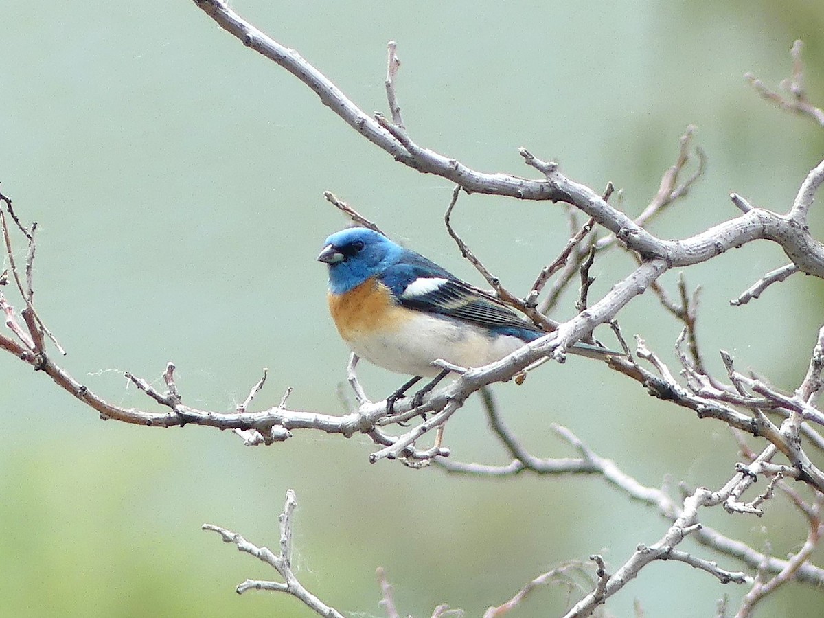 Lazuli Bunting - ML643920720