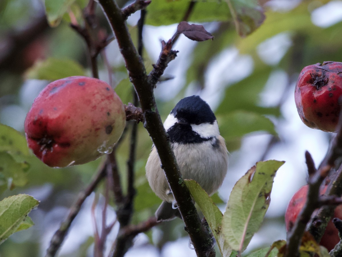 Çam Baştankarası (britannicus/hibernicus) - ML643920721