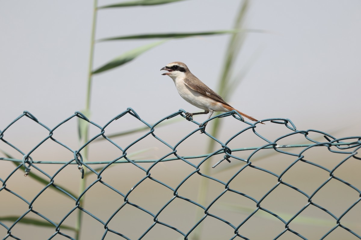 Сорокопуд горихвістковий - ML643920727