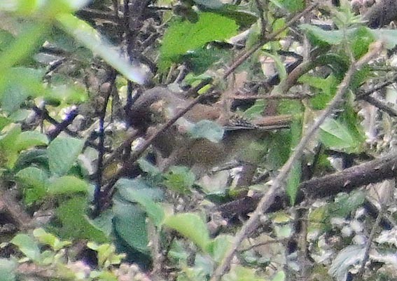 Striped Laughingthrush - ML643920732