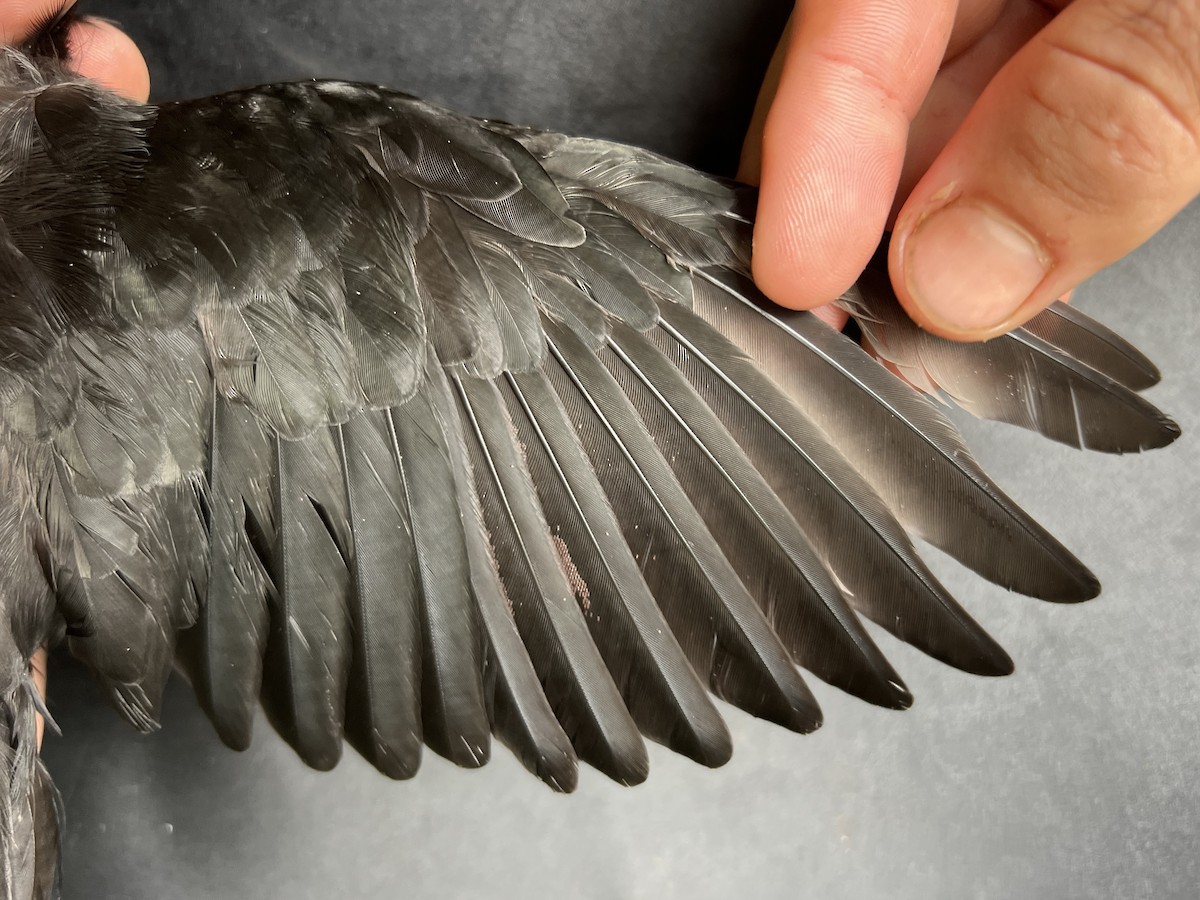 Micronesian Starling - ML643920733