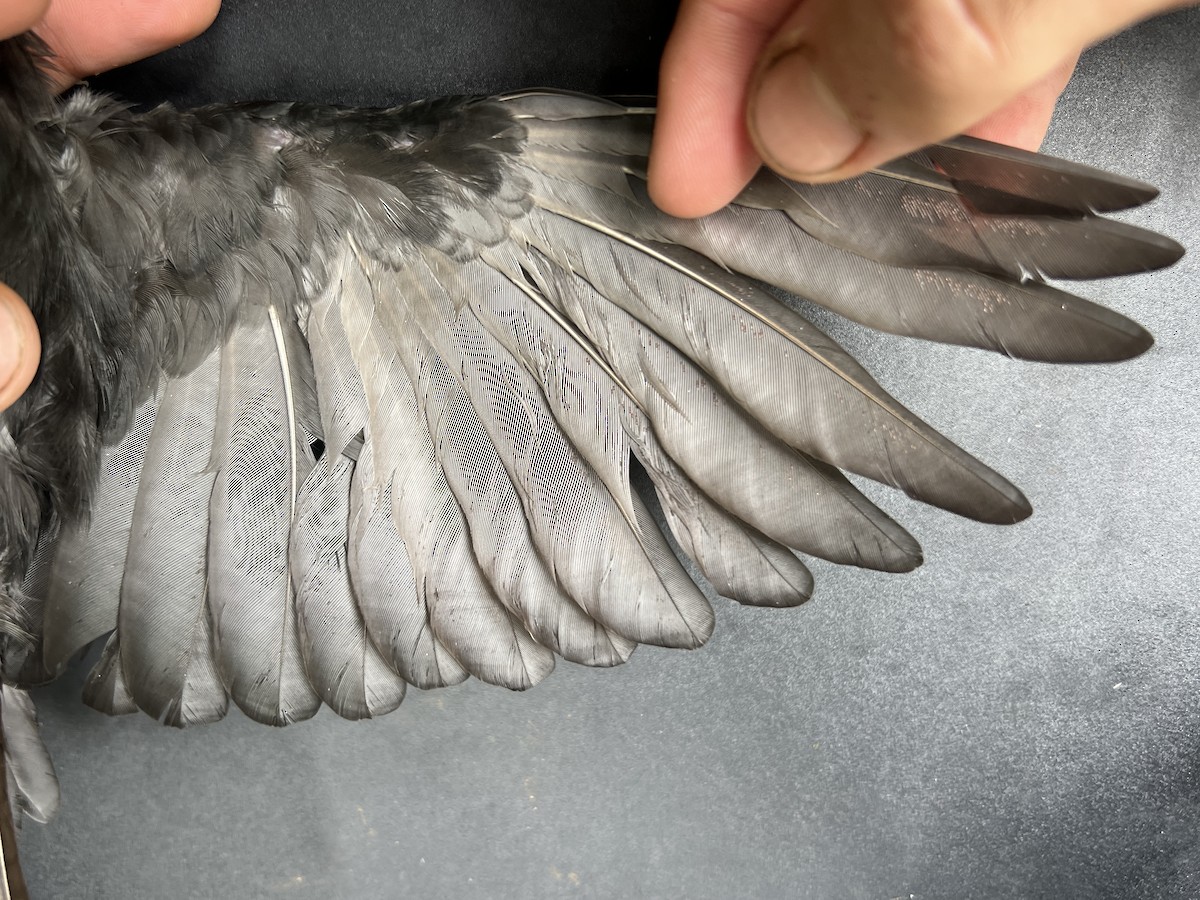 Micronesian Starling - ML643920734