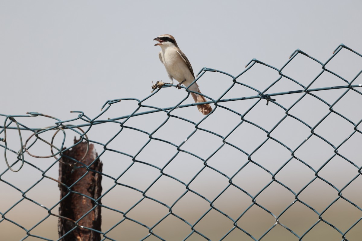 Сорокопуд горихвістковий - ML643920736