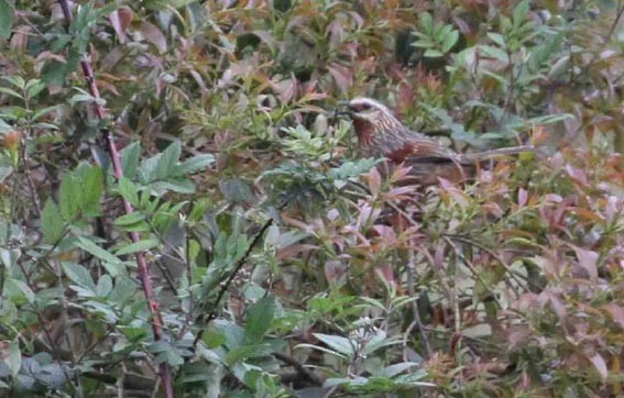 Striped Laughingthrush - ML643920739