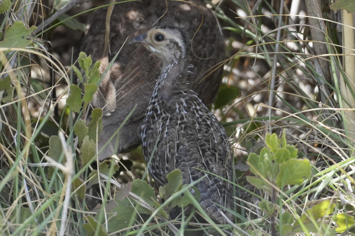 Gray-breasted Spurfowl - ML643920769