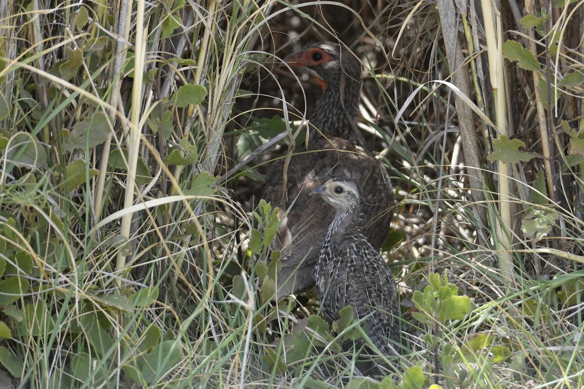Gray-breasted Spurfowl - ML643920770