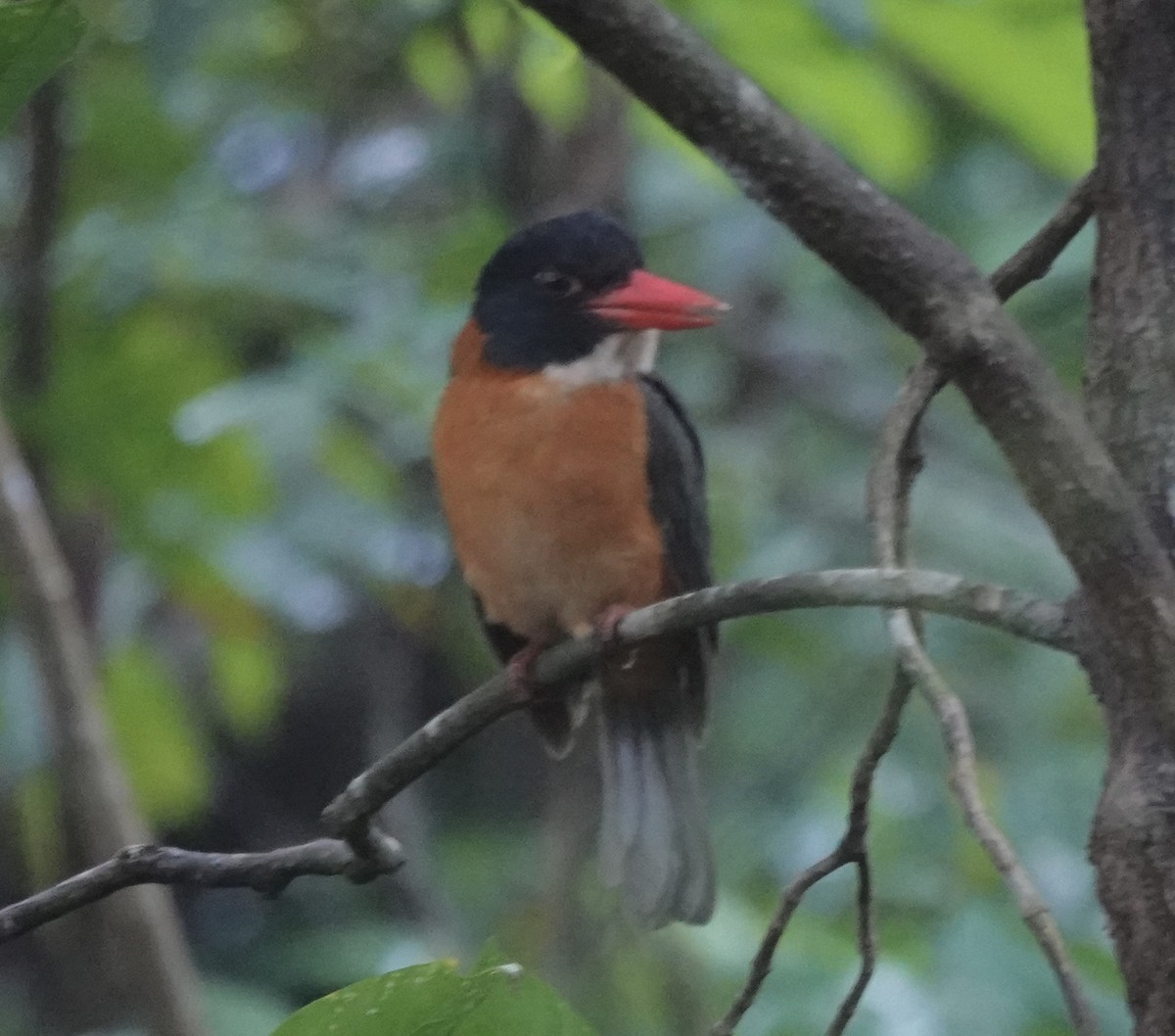 Yeşil Sırtlı Yalıçapkını (capucinus) - ML643920773