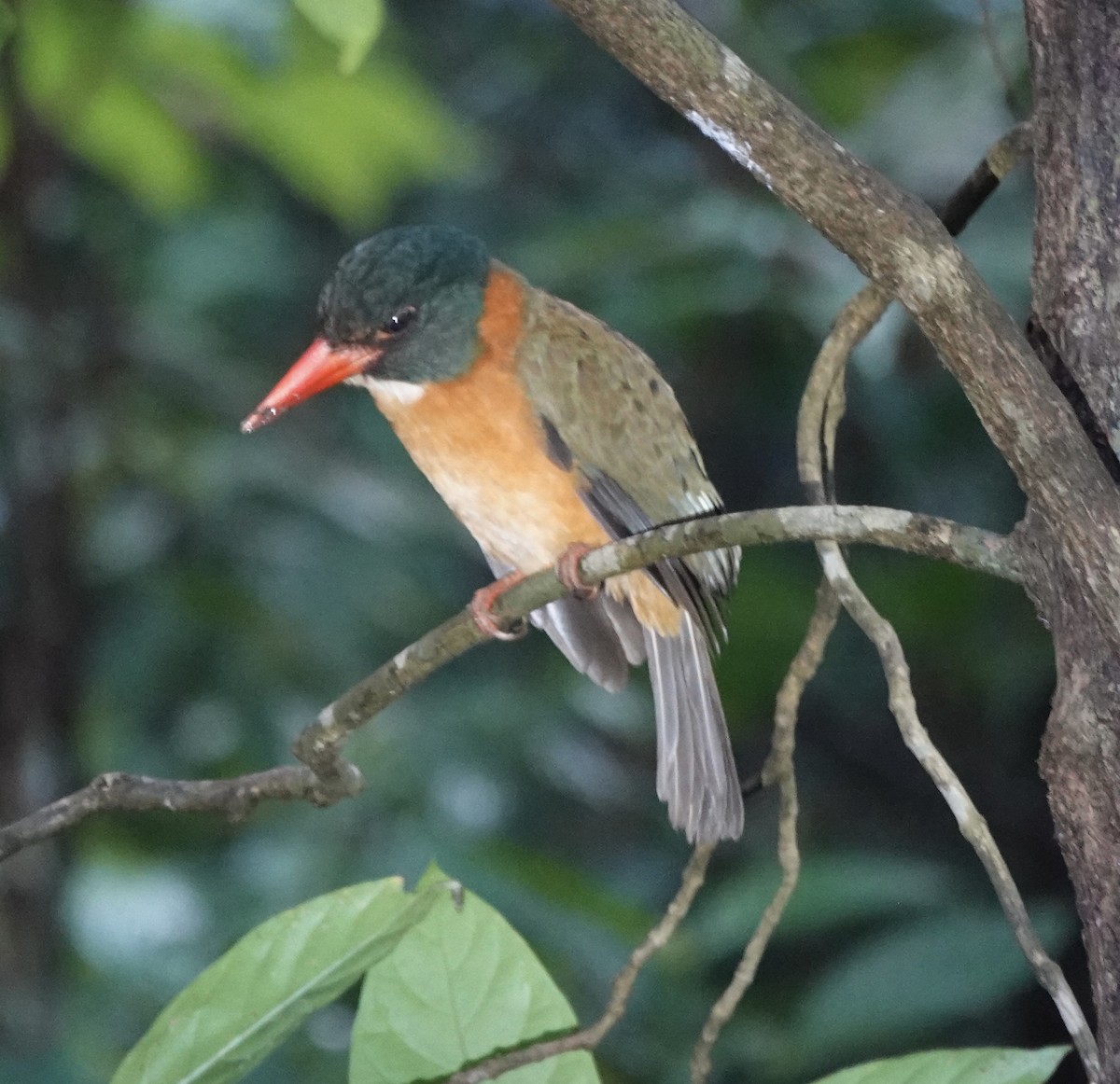 Yeşil Sırtlı Yalıçapkını (capucinus) - ML643920774