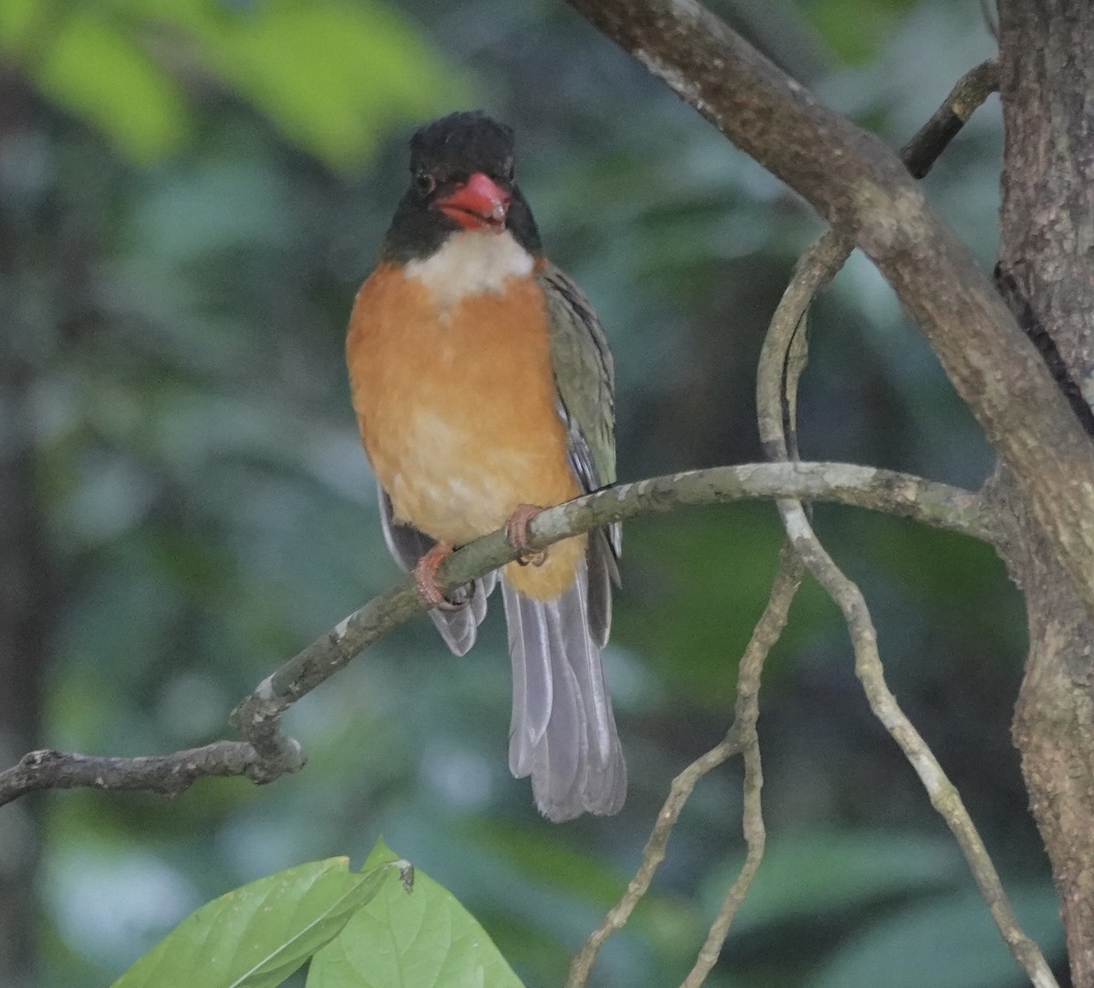 Yeşil Sırtlı Yalıçapkını (capucinus) - ML643920775